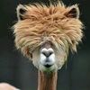 lamalover